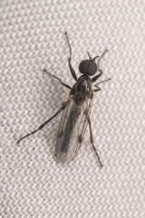 Bibiodes halteralis