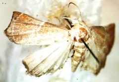Noctuidae