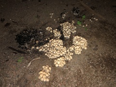 Coprinellus micaceus