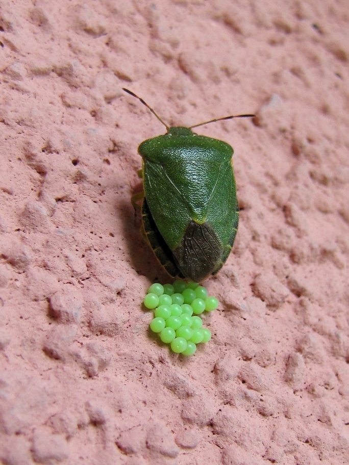 Green shield bug - Wikipedia