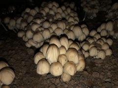 Coprinellus micaceus