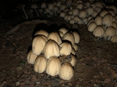 Coprinellus micaceus