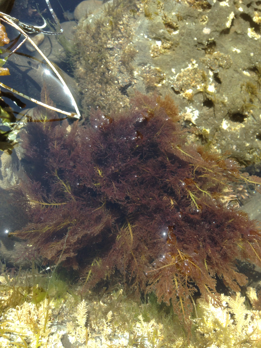Gelidium robustum