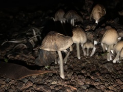 Coprinellus micaceus
