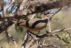 Coua ruficeps olivaceiceps