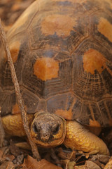 Astrochelys radiata
