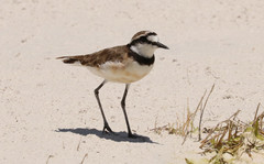 Charadrius thoracicus