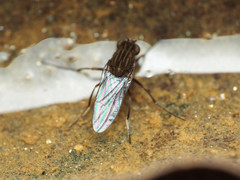 Brachydeutera argentata