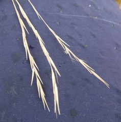 Rytidosperma merum