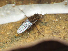 Brachydeutera argentata