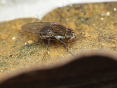 Brachydeutera argentata