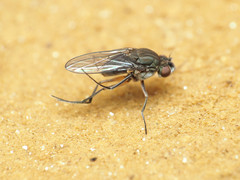 Brachydeutera argentata