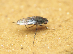 Brachydeutera argentata