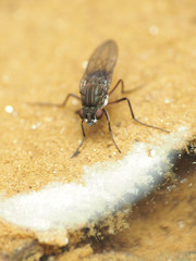 Brachydeutera argentata