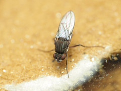 Brachydeutera argentata