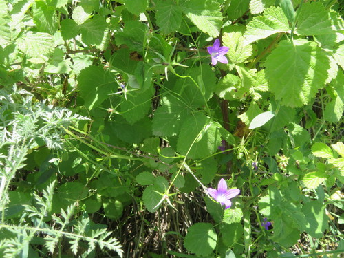 Campanula retrorsa