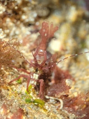 Lebbeus lagunae