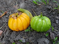 Garcinia atroviridis