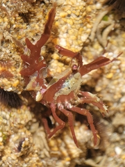Lebbeus lagunae