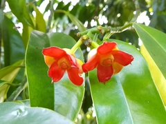 Garcinia atroviridis