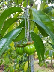 Garcinia atroviridis