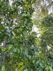 Garcinia atroviridis