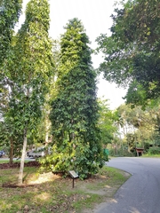 Garcinia atroviridis