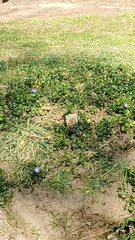 Vinca major