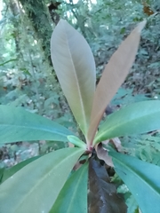 Myrsinoideae