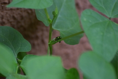 Eurhinus