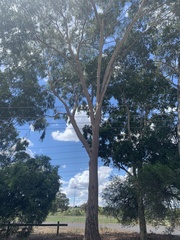 Corymbia maculata