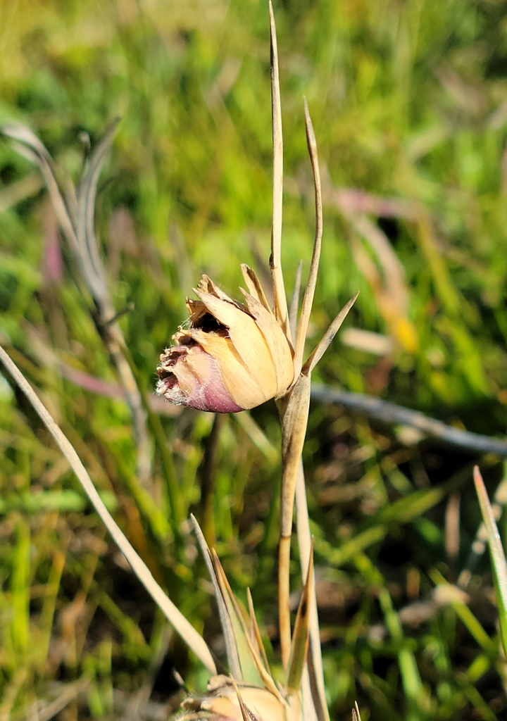 Homaluroides distichliae