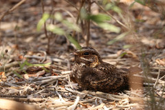 Caprimulgus madagascariensis