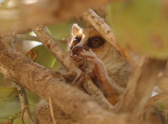 Microcebus murinus