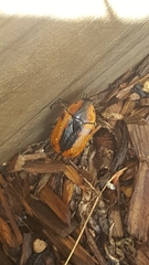 Chondropyga dorsalis