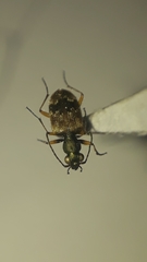 Lachnophorus
