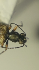 Lachnophorus