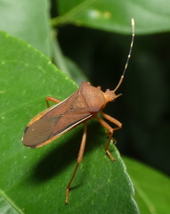 Anasa varicornis