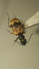 Lachnophorus