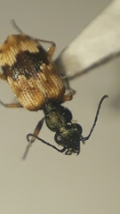 Lachnophorus