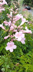 Podranea ricasoliana