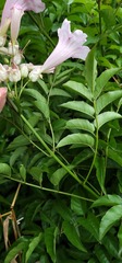 Podranea ricasoliana