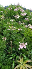 Podranea ricasoliana