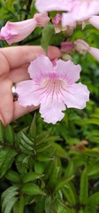 Podranea ricasoliana