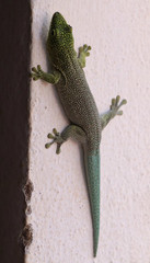 Phelsuma standingi