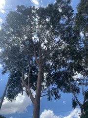 Corymbia maculata