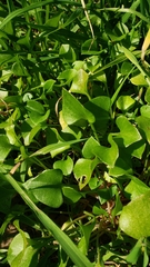 Claytonia perfoliata