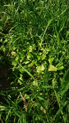 Claytonia perfoliata