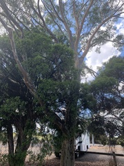 Corymbia maculata