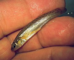Fundulus stellifer